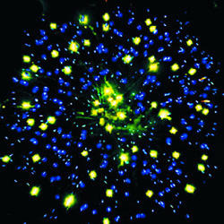 Новогодняя шумиха.